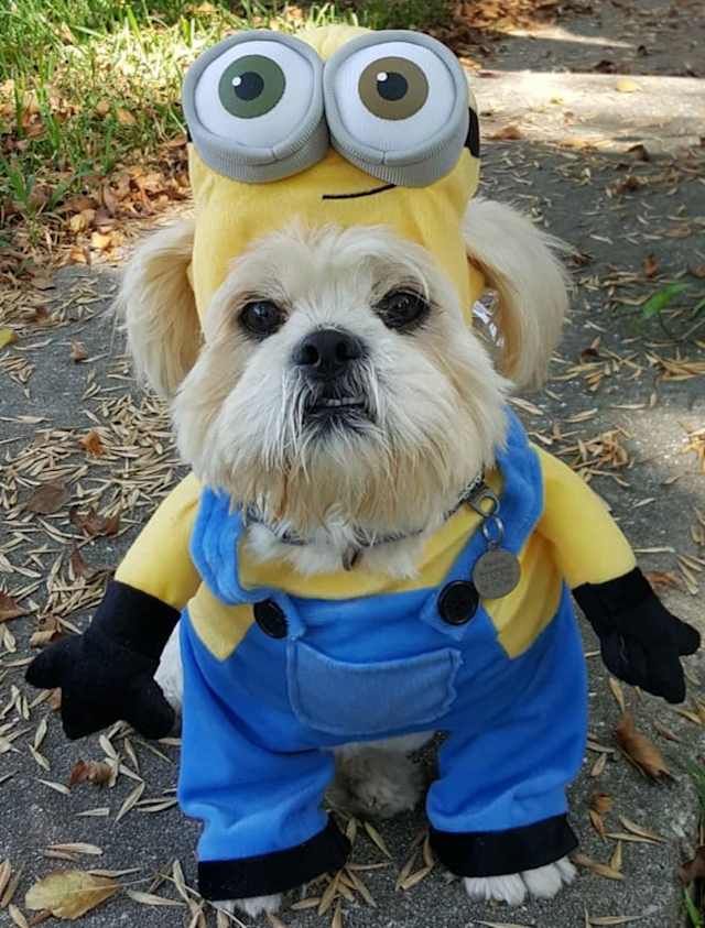 Minion dog costume sales