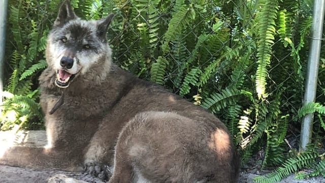 Meet Yuki: Giant Florida wolfdog who's taken internet by storm