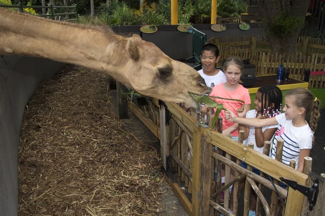 Zoo Miami released this photograph of “Fluffy” on Wednesday. The 16-year-old Dromedary camel died on Tuesday.