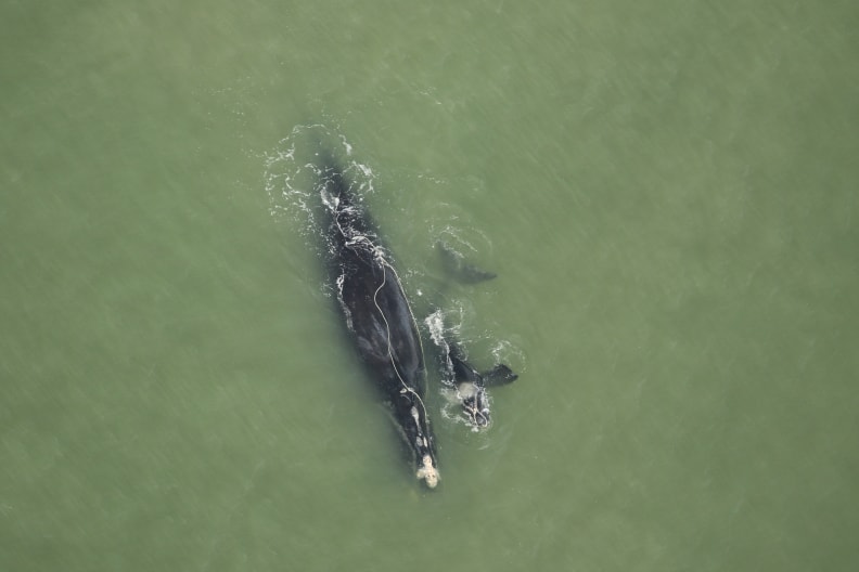 Right whale Catalog #3560 "Snow Cone" and calf, sighted December 18, 2021, just offshore of Ponte Vedra Beach, Fla. Catalog #3560 has been entangled in fishing rope since March 2021. Biologists are monitoring the entanglement configuration, as well as the health of mother and calf. (Photo credit: Florida Fish and Wildlife Conservation Commission, taken under NOAA permit 20556-01)