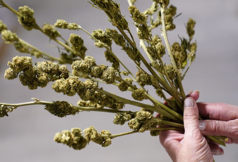 Ashley Walsh, founder of Pocono Organics farm, holds hemp buds used for research at the farm adjacent to Pocono Raceway, Friday, June 25, 2021, in Long Pond, Pa. The 380 acre farm is the title sponsor for Saturday's NASCAR auto race, The Pocono Organics CBD 325, the first Cup race with a CBD sponsorship. (AP Photo/Matt Slocum)