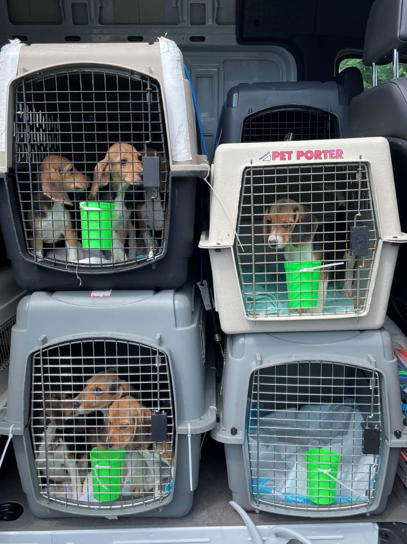 40 Beagles rescued from a medical research facility in Virginia will soon be up for adoption in South Florida.