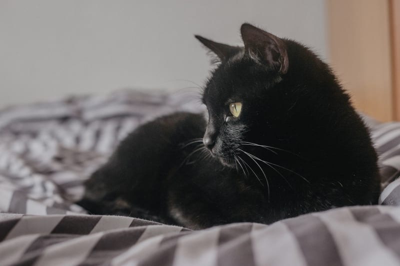 It's National Black Cat Appreciation Day!