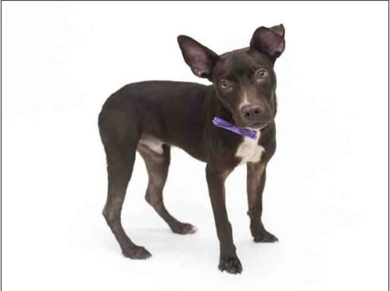 Gambit is currently Orange County Animal Services longest resident.