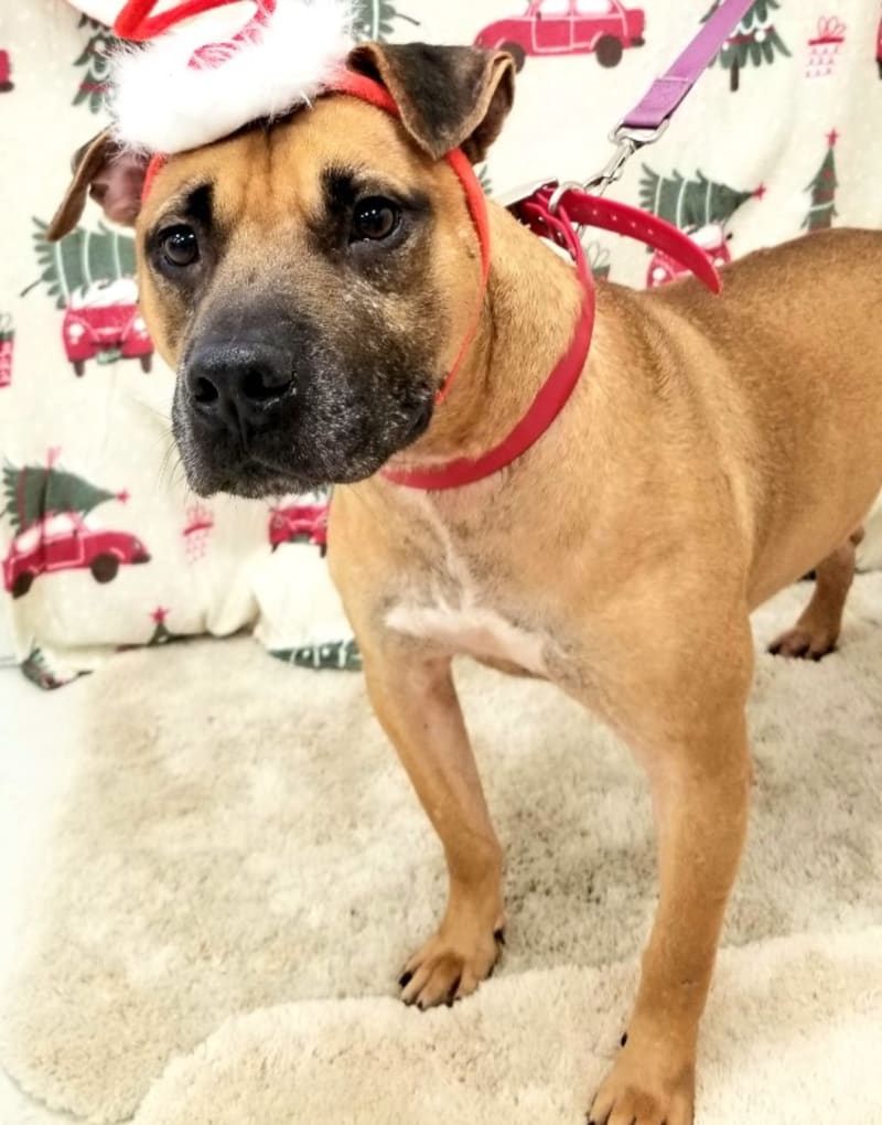 Noah has been at Sumter County Animal Services for over a year.