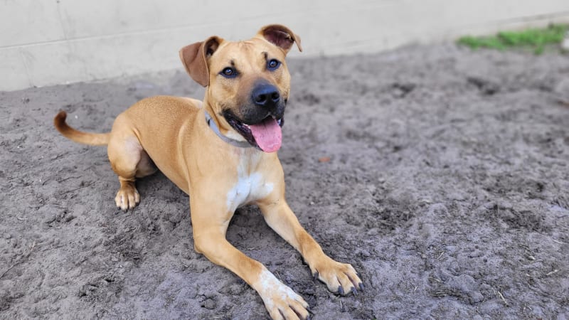 Jagger is a high-energy dog at Osceola County Animal Services.
