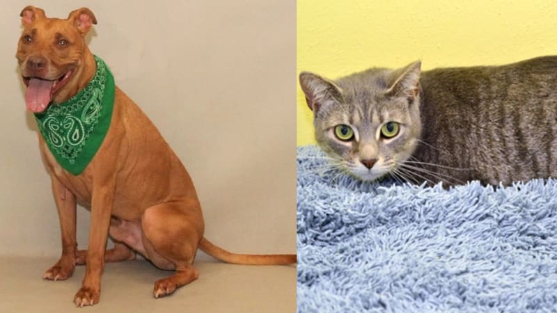 Aries and Athena are the longest residents at Seminole County Animal Services.