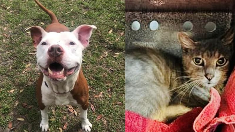 Spike and Ruffles are two longtime residents at Halifax Humane Society.