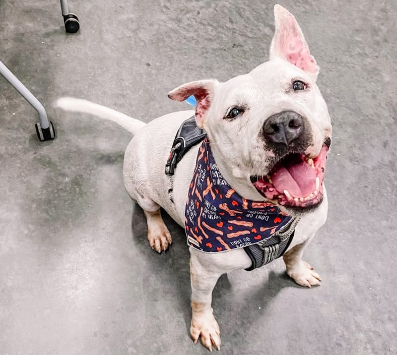 Wilbur is Lake County Animal Shelter's longest resident.