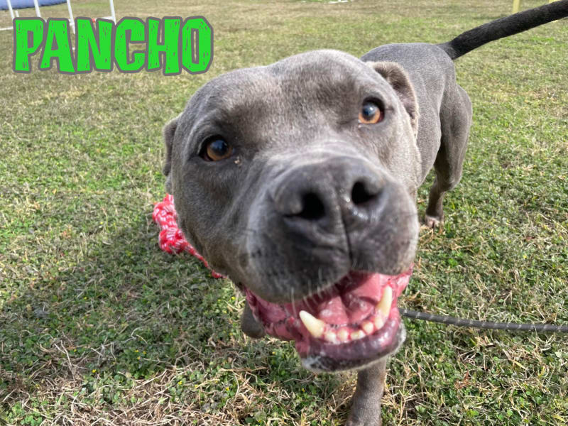 Pancho has been at Marion County Animal Services more than 400 days.