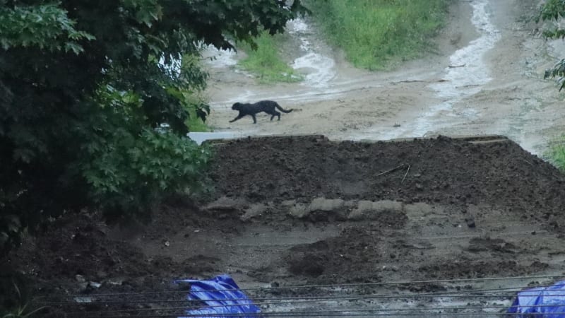 A photo of what appears to be a large black cat taken in Copemish, Michigan.