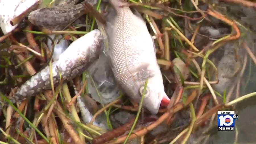 Florida Department of Environmental Protection investigates fish kill 