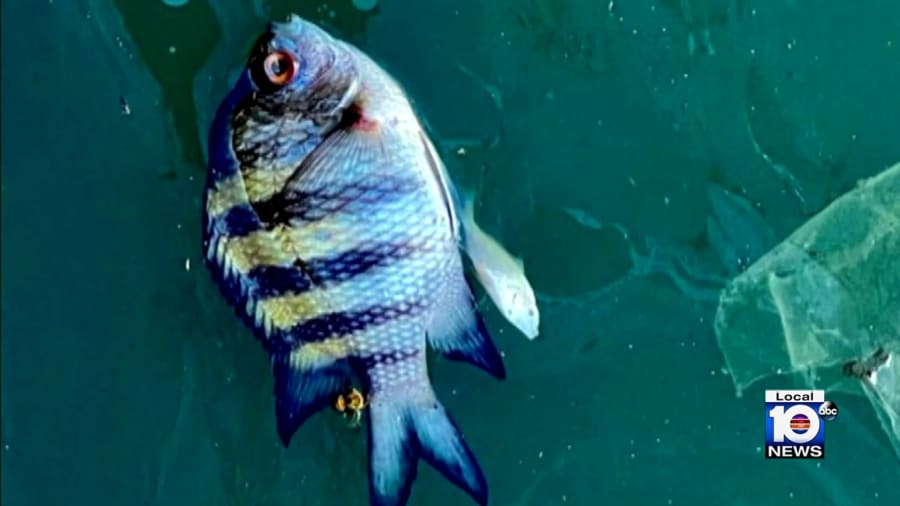 Experts say fish kill worsens in 2 areas of Biscayne Bay