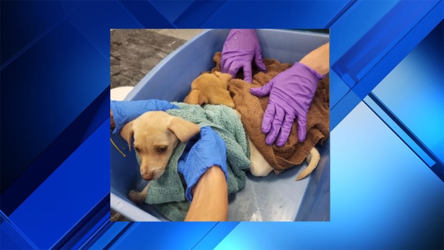 Puppies abandoned in sealed box near Florida Walmart