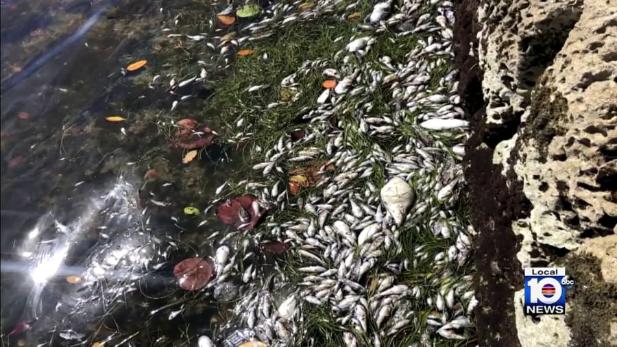 Researchers with Miami Waterkeeper, a nonprofit organization, sounded the alarm on Wednesday about a fish kill in Biscayne Bay. 