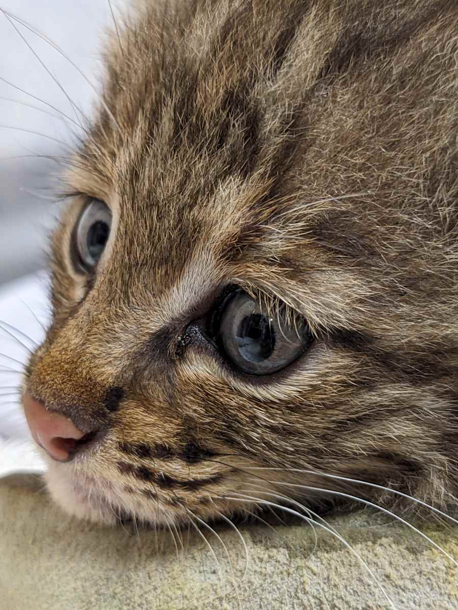 Virginia Center Masters Care for State's Only Wildcat - Image 3
