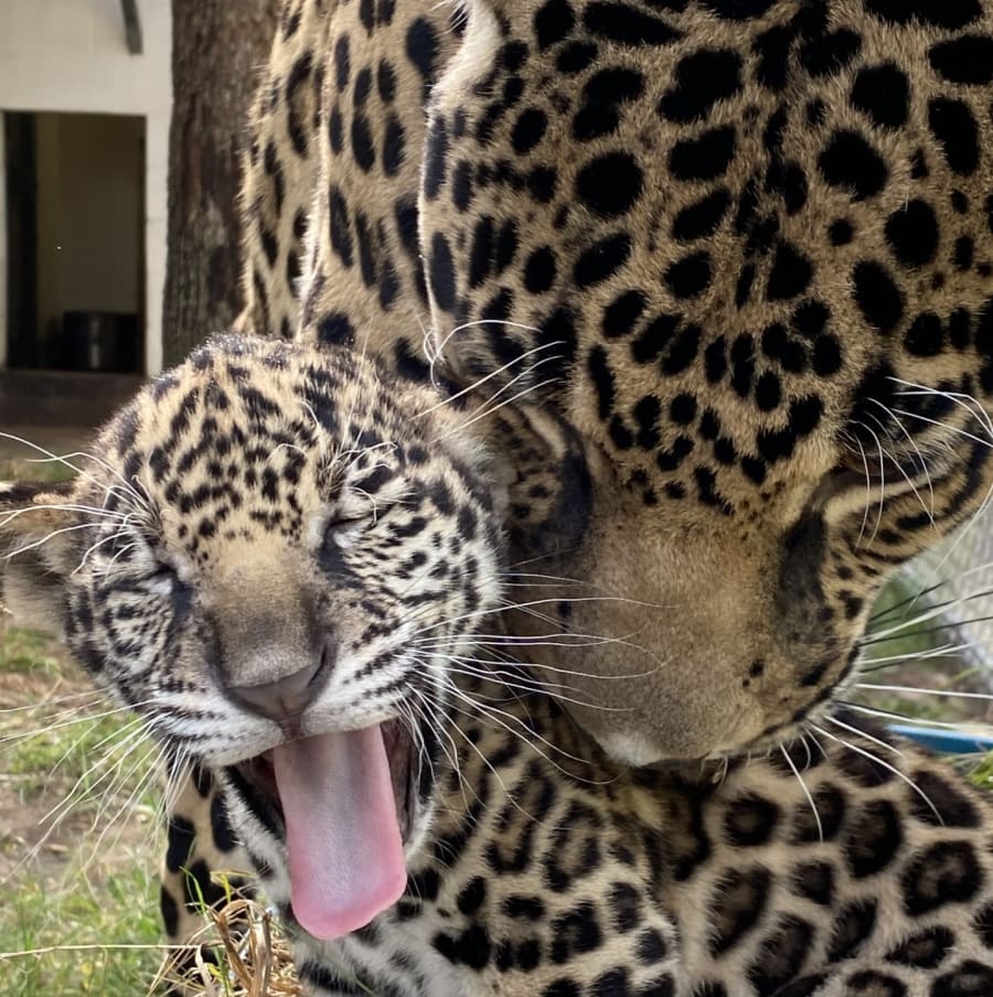 New jaguar cub and his mother, Babette.