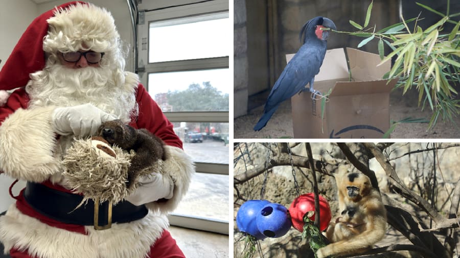 The San Antonio Zoo is inviting the
community to be a part of the animals' lives through their Amazon Wish List.