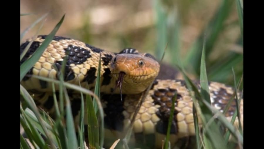 See nearly 50 photos of non-venomous snakes that can be found in Texas See nearly 50 photos of non-venomous snakes that can be found in Texas