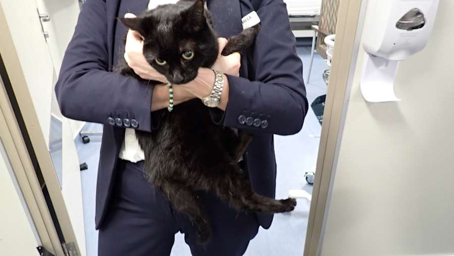 Cruise Ship Saves Sailor and His Cat From Gulf Waters - Image 3