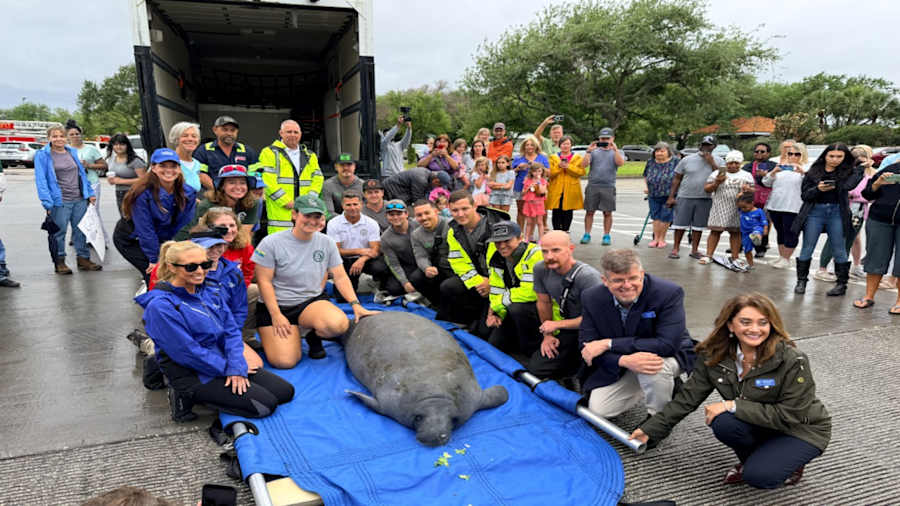 SeaWorld Rescue Teams Save 43,000th Animal Since 1965 - Image 3
