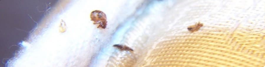 بق الفراش يختبئ في التضليع من زاوية مرتبة.