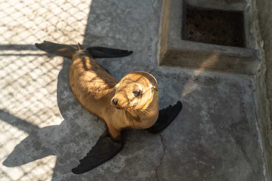 SeaWorld Rescue Teams Save 43,000th Animal Since 1965 - Image 2