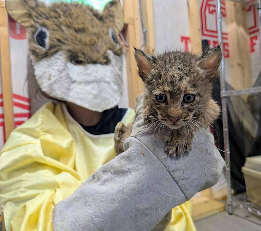 Virginia Center Masters Care for State's Only Wildcat - Image 2