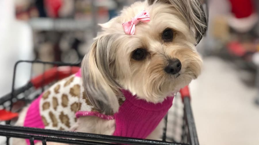 Nordstrom Has so Many Fancy Dog Sweaters on Sale