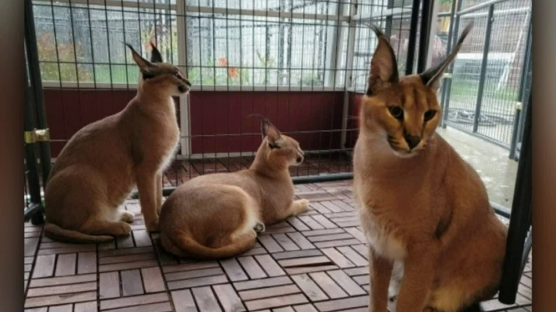 Nightside Report Oct 13 21 African Caracal Cat Escapes Owner In Royal Oak More Families Speak Out On Treatment Of Loved Ones At Wayne County Morgue