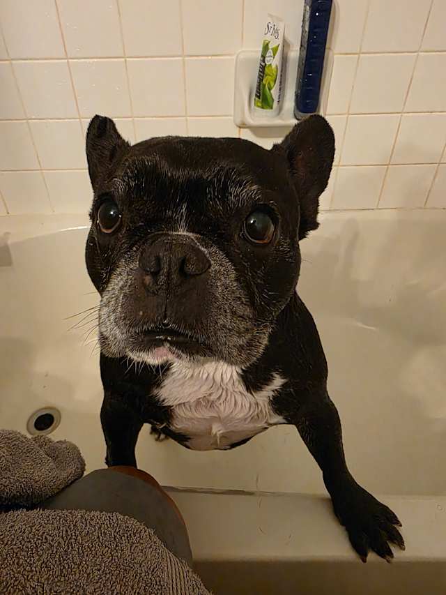 Wifes pupper after her bath.