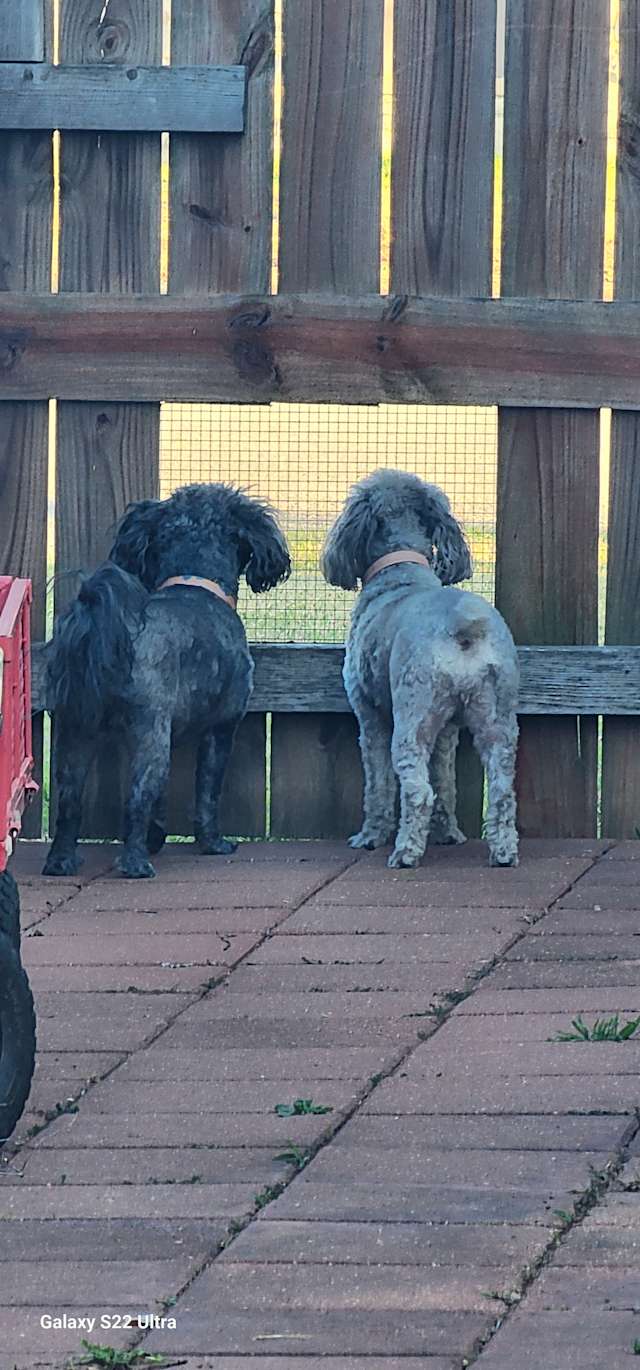 Chulita and Cutie Pie Looking out their window.