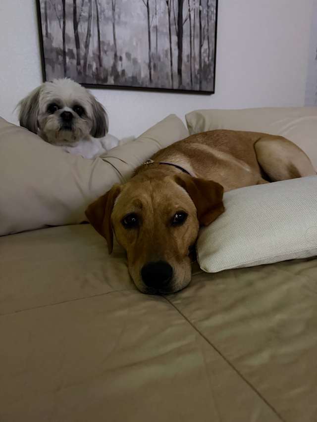 Lainey and Duncan❤️