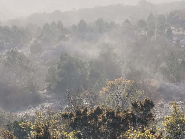 Cedar Pollen in Rocksprings TX. 12/31/23