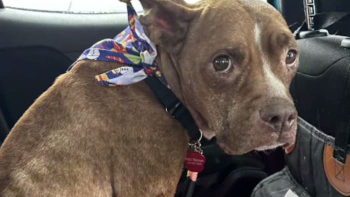 Dog rescued from freezing cold on Christmas Day is on road to recovery in Ecorse