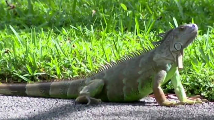 Florida Faces Increasing Issues From Invasive Iguanas