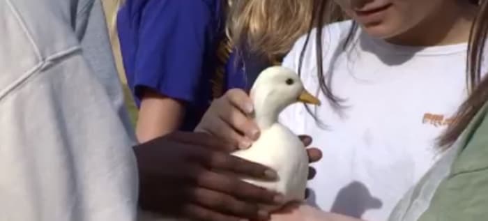 ‘Agriculture is in everything:’ Why Orange County is expanding agriscience classes