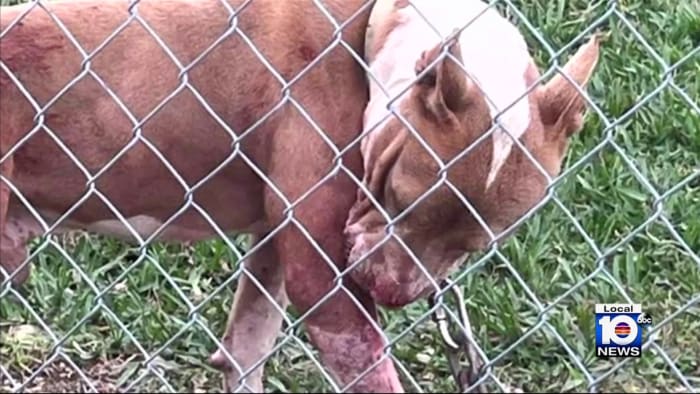 Man in wheelchair recovering in hospital after Florida City dog attack - Vimarsana News