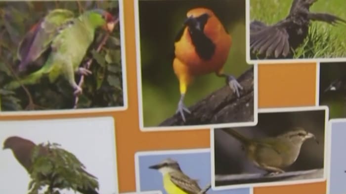 Space Coast Bird and Wildlife Festival returns to Brevard County after 4 years