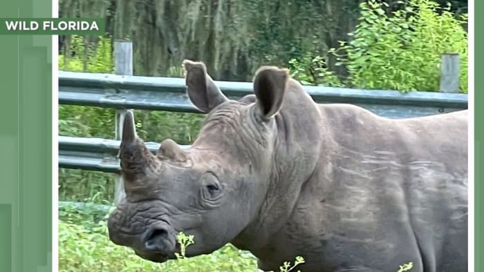 Investigation finds Wild Florida violated Animal Welfare Act in rhino shooting, sheep escape - Vimarsana News