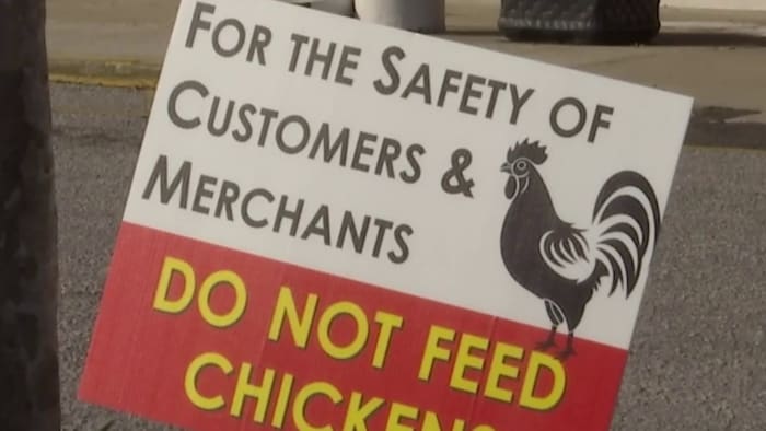 Flown the coop: Where did Oviedo shopping center’s chickens go?