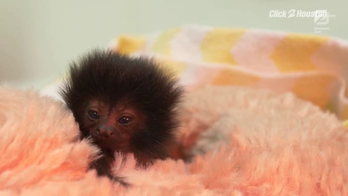 Animal Professionals Hand-Raising Tiny Goeldi's Monkey - The Houston Zoo