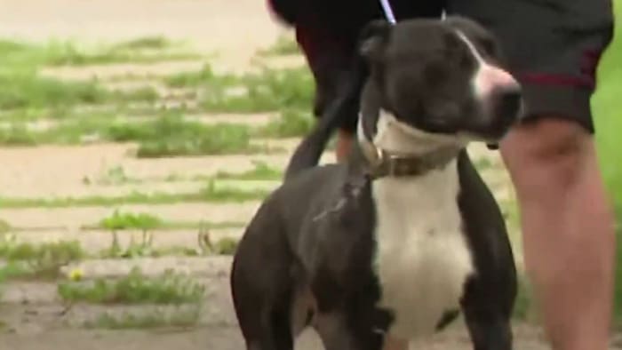 Here’s how to protect yourself during dog attacks in Metro Detroit