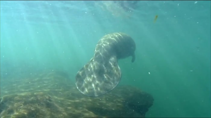 Don't Trash Our Treasure: 97 Florida manatees died in January