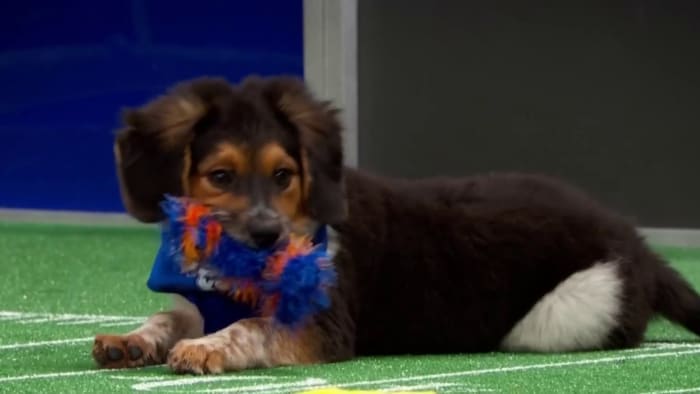 Puppy bowl sale 2019 online