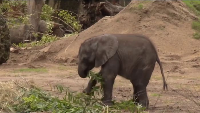 Meet Corra! Disney's new African elephant at Disney's Animal Kingdom - Vimarsana News