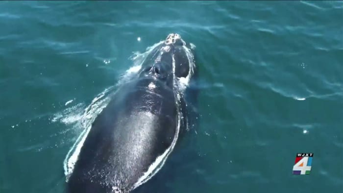 Documentary at Riverside theater sheds light on endangered right whales