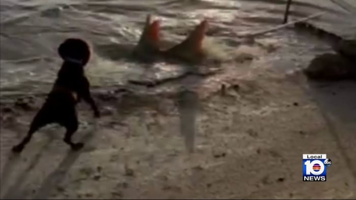 Bizarre fish behavior baffles experts in Lower Florida Keys 