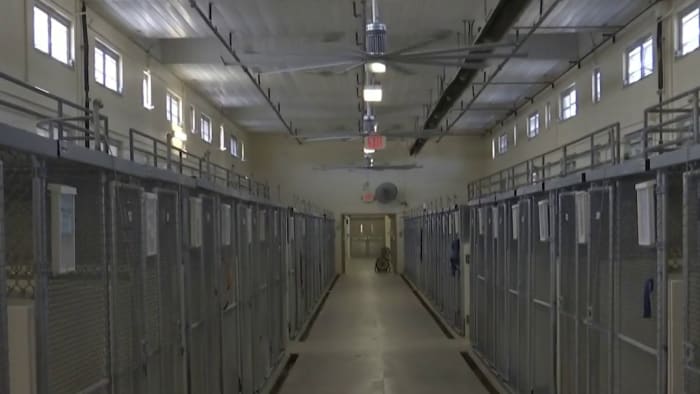 Who let the dogs in? Seminole County Animal Services finishes renovations, welcomes animals back