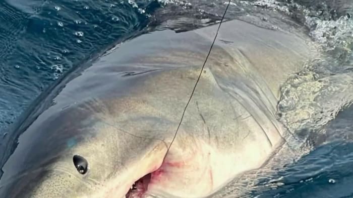 Family hooks great white shark during Florida vacation
